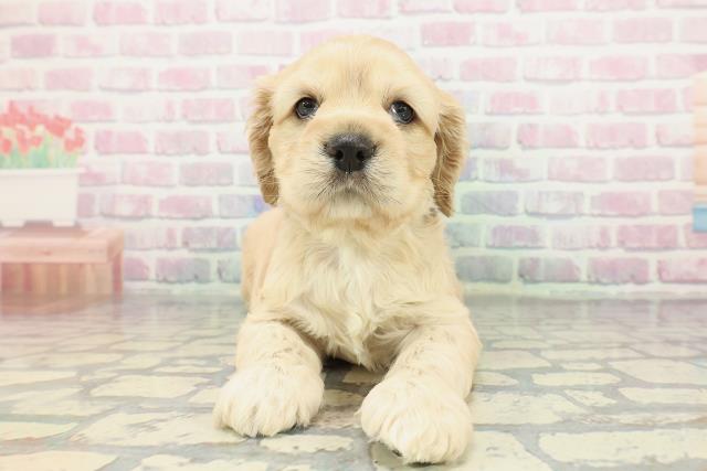 東京都のアメリカンコッカースパニエル (Coo&RIKU江戸川店/2025年12月28日生まれ/男の子/バフ)の子犬の1枚目の画像