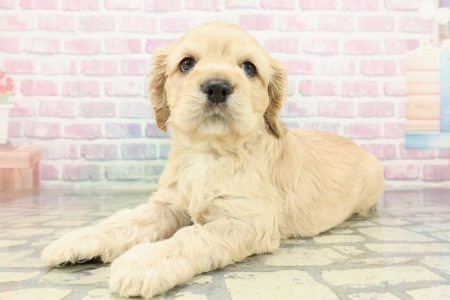 東京都のアメリカンコッカースパニエル (Coo&RIKU江戸川店/2025年12月28日生まれ/男の子/バフ)の子犬の2枚目の画像