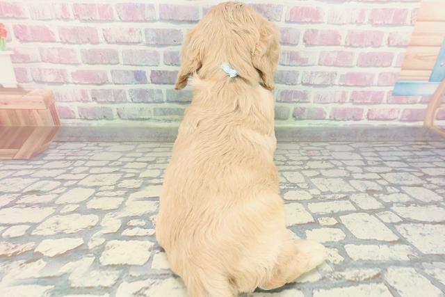 東京都のアメリカンコッカースパニエル (Coo&RIKU江戸川店/2025年12月28日生まれ/男の子/バフ)の子犬の4枚目の画像