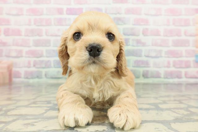 北海道のアメリカンコッカースパニエル (Coo&RIKU札幌東店/2025年12月28日生まれ/女の子/バフ)の子犬の1枚目の画像