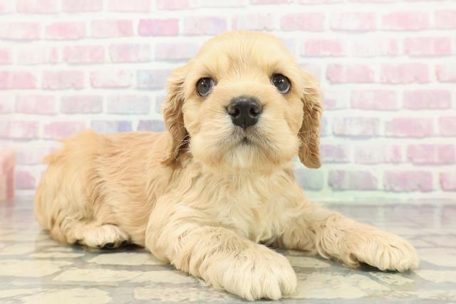 北海道のアメリカンコッカースパニエル (Coo&RIKU札幌東店/2025年12月28日生まれ/女の子/バフ)の子犬の3枚目の画像