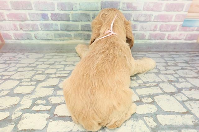 北海道のアメリカンコッカースパニエル (Coo&RIKU札幌東店/2025年12月28日生まれ/女の子/バフ)の子犬の4枚目の画像