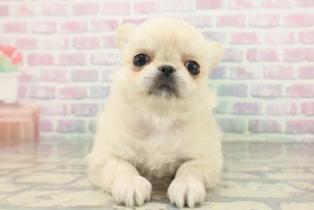 東京都のチワペキ/ペキチー/ペキチワ(チワワ×ペキニーズ) (Coo&RIKU中野サンモール店/2025年12月27日生まれ/女の子/クリームホワイト)の子犬の1枚目の画像