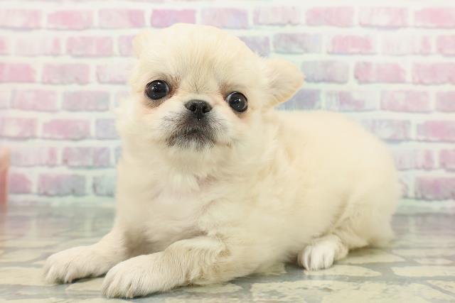 東京都のチワペキ/ペキチー/ペキチワ(チワワ×ペキニーズ) (Coo&RIKU中野サンモール店/2025年12月27日生まれ/女の子/クリームホワイト)の子犬の2枚目の画像