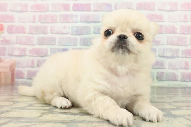 東京都のチワペキ/ペキチー/ペキチワ(チワワ×ペキニーズ) (Coo&RIKU中野サンモール店/2025年12月27日生まれ/女の子/クリームホワイト)の子犬の3枚目の画像