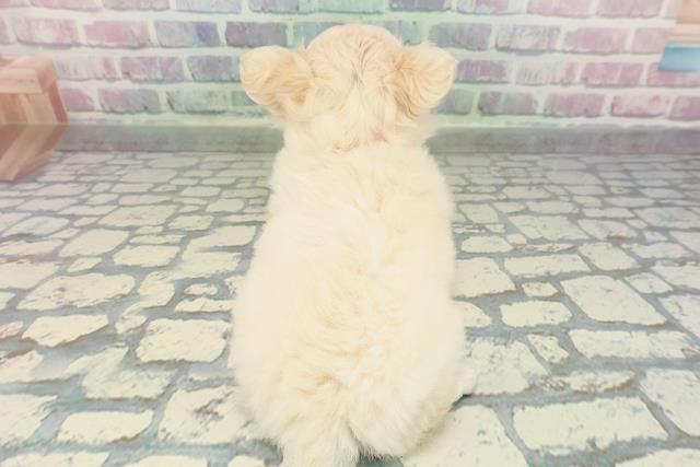 東京都のチワペキ/ペキチー/ペキチワ(チワワ×ペキニーズ) (Coo&RIKU中野サンモール店/2025年12月27日生まれ/女の子/クリームホワイト)の子犬の4枚目の画像