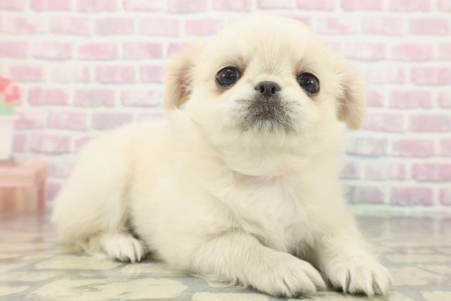 栃木県のチワペキ/ペキチー/ペキチワ(チワワ×ペキニーズ) (Coo&RIKU宇都宮店/2025年12月27日生まれ/女の子/クリームホワイト)の子犬の3枚目の画像