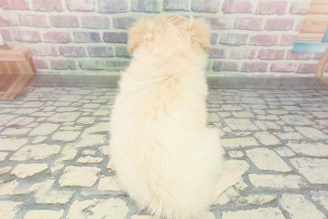 栃木県のチワペキ/ペキチー/ペキチワ(チワワ×ペキニーズ) (Coo&RIKU宇都宮店/2025年12月27日生まれ/女の子/クリームホワイト)の子犬の4枚目の画像