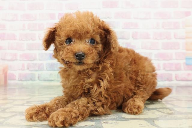 沖縄県のトイプードル(トイ) (Coo&RIKUイーアス沖縄豊崎店/2025年12月30日生まれ/男の子/レッド)の子犬の2枚目の画像