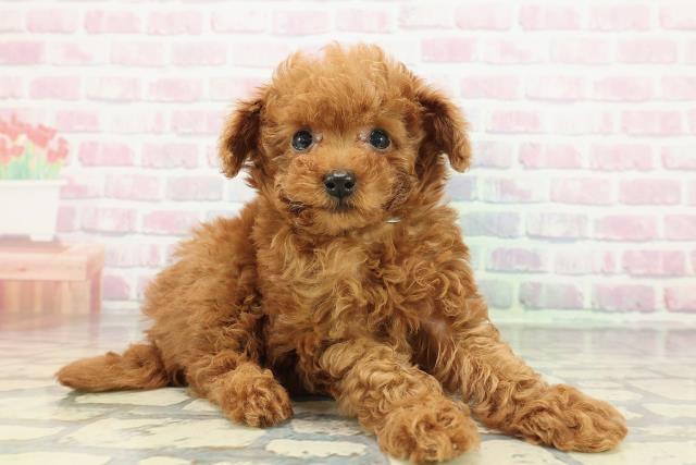 沖縄県のトイプードル(トイ) (Coo&RIKUイーアス沖縄豊崎店/2025年12月30日生まれ/男の子/レッド)の子犬の3枚目の画像