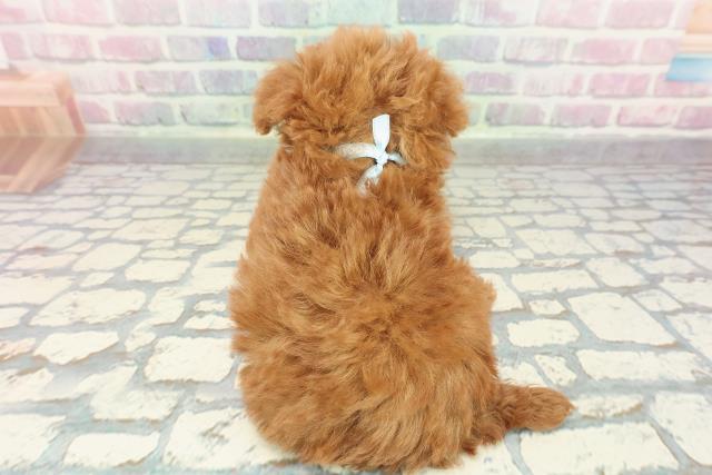 沖縄県のトイプードル(トイ) (Coo&RIKUイーアス沖縄豊崎店/2025年12月30日生まれ/男の子/レッド)の子犬の4枚目の画像