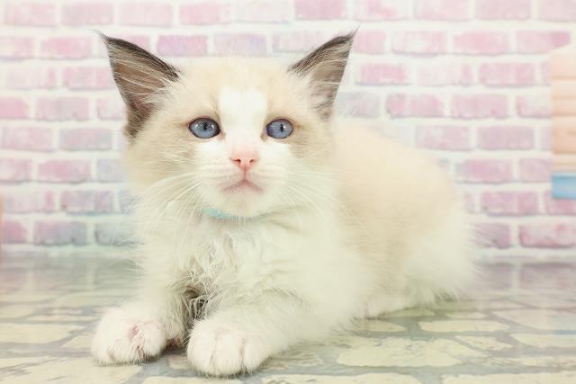 埼玉県のラグドール (Coo&RIKU草加バイパス店/2025年12月27日生まれ/男の子/シールポイントバイカラー)の子猫の2枚目の画像