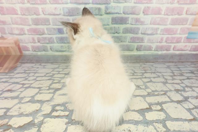 埼玉県のラグドール (Coo&RIKU草加バイパス店/2025年12月27日生まれ/男の子/シールポイントバイカラー)の子猫の4枚目の画像