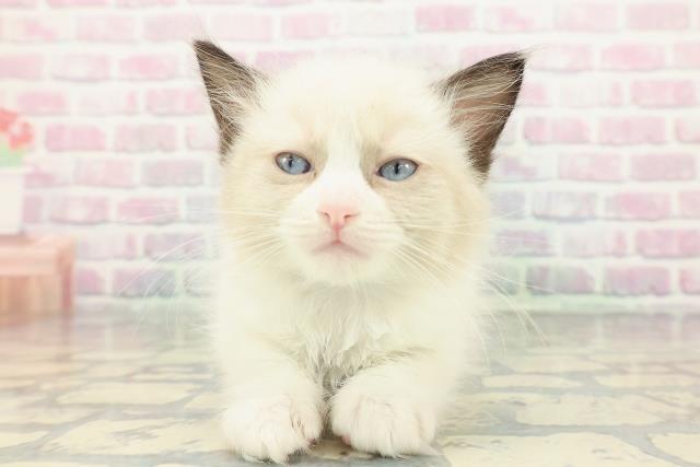 神奈川県のラグドール (Coo&RIKU横浜旭店/2025年12月27日生まれ/男の子/シールポイントバイカラー)の子猫の1枚目の画像