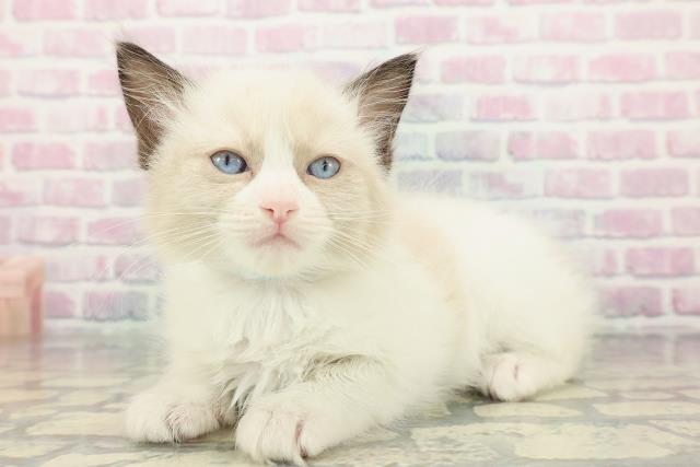 神奈川県のラグドール (Coo&RIKU横浜旭店/2025年12月27日生まれ/男の子/シールポイントバイカラー)の子猫の2枚目の画像