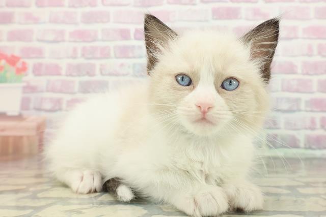 神奈川県のラグドール (Coo&RIKU横浜旭店/2025年12月27日生まれ/男の子/シールポイントバイカラー)の子猫の3枚目の画像