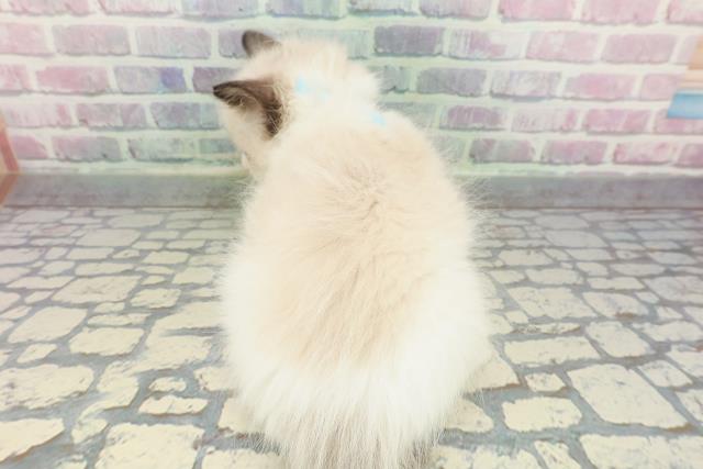 神奈川県のラグドール (Coo&RIKU横浜旭店/2025年12月27日生まれ/男の子/シールポイントバイカラー)の子猫の4枚目の画像