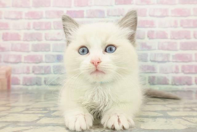東京都のラグドール (Coo&RIKU吉祥寺店/2025年12月27日生まれ/男の子/ブルーポイントバイカラー)の子猫の1枚目の画像