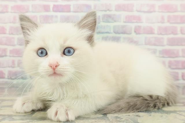 東京都のラグドール (Coo&RIKU吉祥寺店/2025年12月27日生まれ/男の子/ブルーポイントバイカラー)の子猫の2枚目の画像