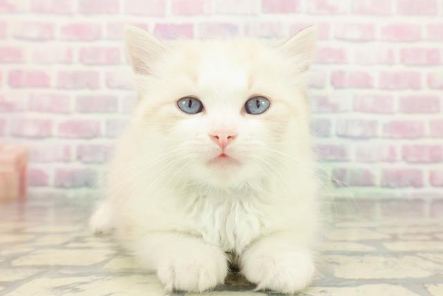 長野県のラグドール (Coo&RIKU松本店/2025年12月30日生まれ/男の子/シールポイントバイカラー)の子猫の1枚目の画像