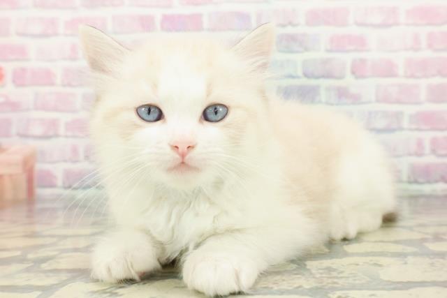 長野県のラグドール (Coo&RIKU松本店/2025年12月30日生まれ/男の子/シールポイントバイカラー)の子猫の2枚目の画像