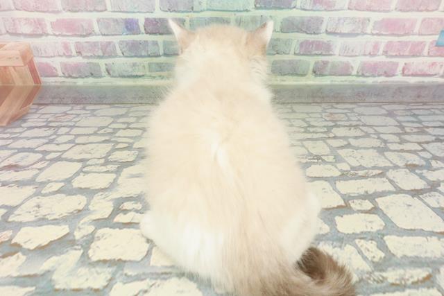 長野県のラグドール (Coo&RIKU松本店/2025年12月30日生まれ/男の子/シールポイントバイカラー)の子猫の4枚目の画像