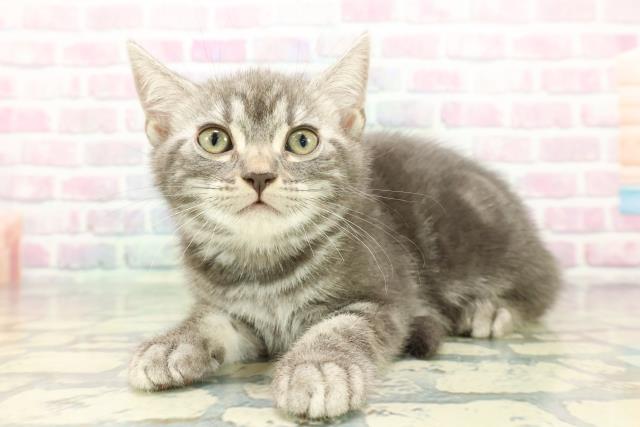 群馬県のアメリカンショートヘアー (Coo&RIKU前橋店/2025年12月21日生まれ/女の子/ブルータビー)の子猫の2枚目の画像