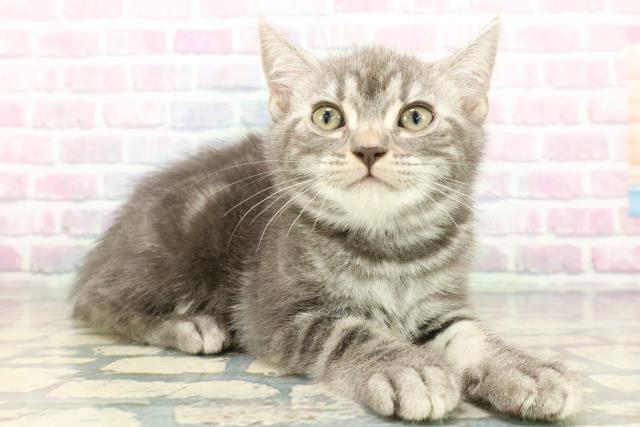 群馬県のアメリカンショートヘアー (Coo&RIKU前橋店/2025年12月21日生まれ/女の子/ブルータビー)の子猫の3枚目の画像