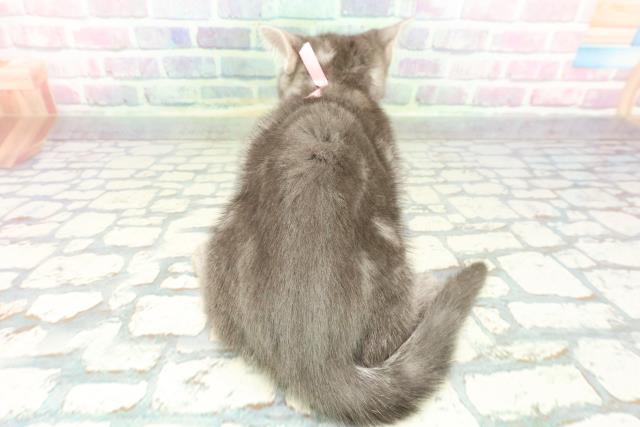 群馬県のアメリカンショートヘアー (Coo&RIKU前橋店/2025年12月21日生まれ/女の子/ブルータビー)の子猫の4枚目の画像