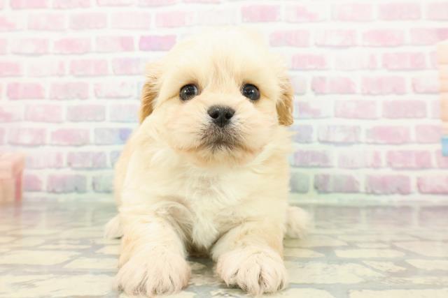 神奈川県のペキプー(ペキニーズ×プードル) (Coo&RIKU横浜旭店/2025年12月28日生まれ/男の子/クリーム)の子犬の1枚目の画像