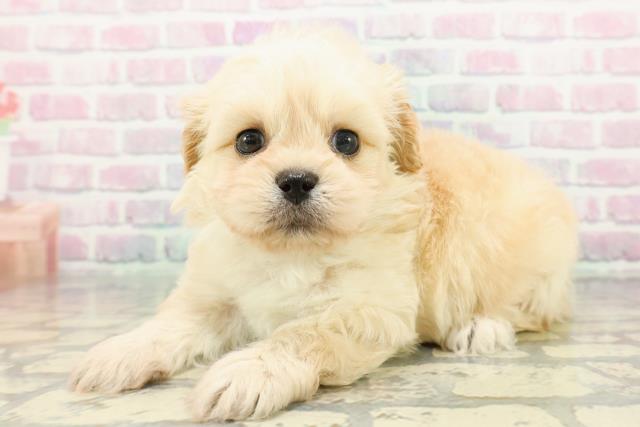 神奈川県のペキプー(ペキニーズ×プードル) (Coo&RIKU横浜旭店/2025年12月28日生まれ/男の子/クリーム)の子犬の2枚目の画像