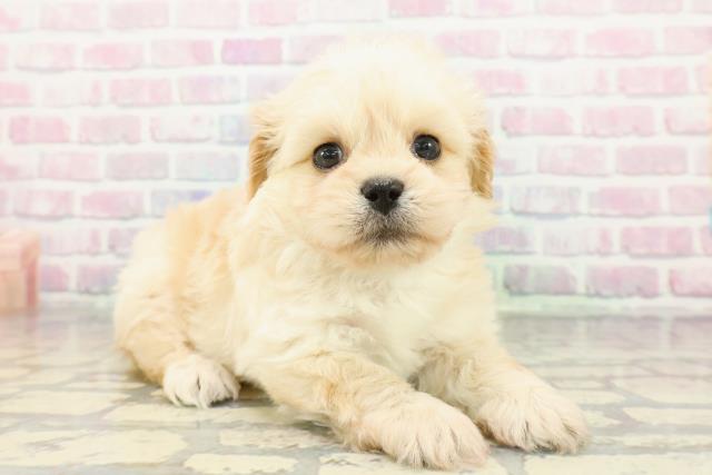 神奈川県のペキプー(ペキニーズ×プードル) (Coo&RIKU横浜旭店/2025年12月28日生まれ/男の子/クリーム)の子犬の3枚目の画像