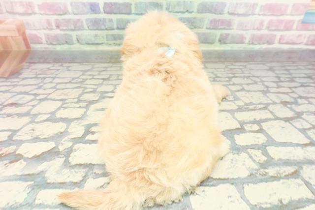 神奈川県のペキプー(ペキニーズ×プードル) (Coo&RIKU横浜旭店/2025年12月28日生まれ/男の子/クリーム)の子犬の4枚目の画像