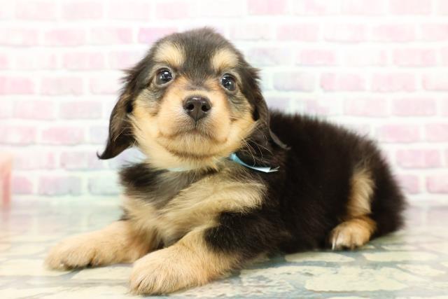 群馬県のチワックス(チワワ×ダックス) (Coo&RIKU前橋店/2025年12月29日生まれ/男の子/ブラックタン)の子犬の2枚目の画像