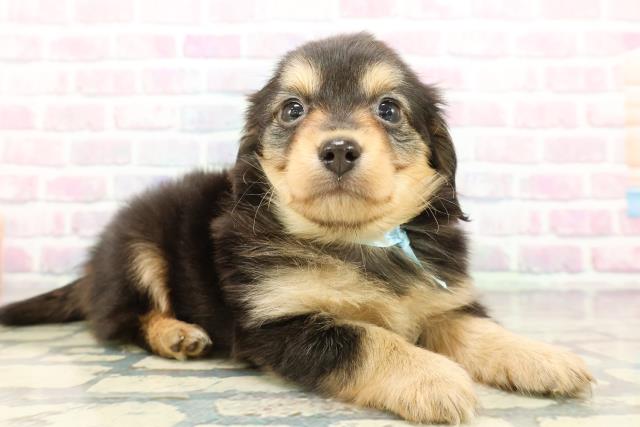 群馬県のチワックス(チワワ×ダックス) (Coo&RIKU前橋店/2025年12月29日生まれ/男の子/ブラックタン)の子犬の3枚目の画像