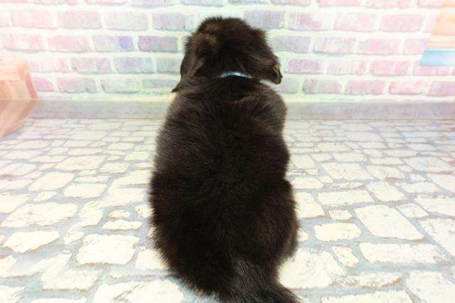 群馬県のチワックス(チワワ×ダックス) (Coo&RIKU前橋店/2025年12月29日生まれ/男の子/ブラックタン)の子犬の4枚目の画像