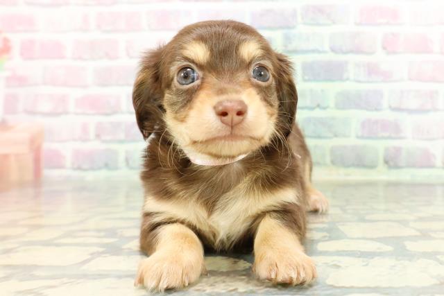 東京都のチワックス(チワワ×ダックス) (Coo&RIKU中野サンモール店/2025年12月29日生まれ/女の子/チョコレートイエロー)の子犬の1枚目の画像