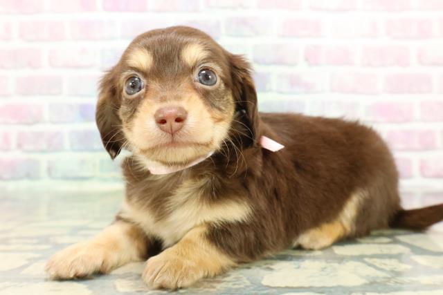 東京都のチワックス(チワワ×ダックス) (Coo&RIKU中野サンモール店/2025年12月29日生まれ/女の子/チョコレートイエロー)の子犬の2枚目の画像