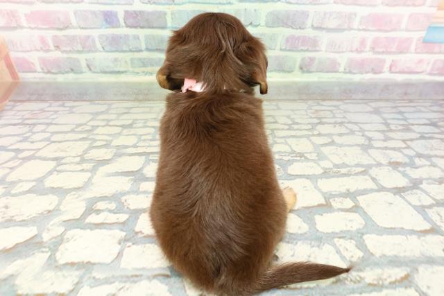 東京都のチワックス(チワワ×ダックス) (Coo&RIKU中野サンモール店/2025年12月29日生まれ/女の子/チョコレートイエロー)の子犬の4枚目の画像