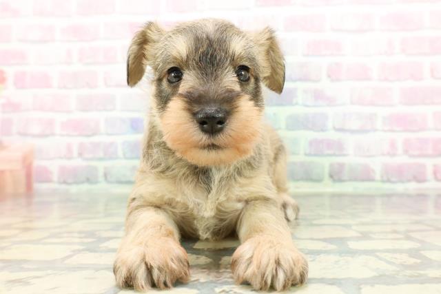 神奈川県のミニチュアシュナウザー (Coo&RIKU横浜旭店/2025年12月30日生まれ/女の子/ウィートン)の子犬の1枚目の画像