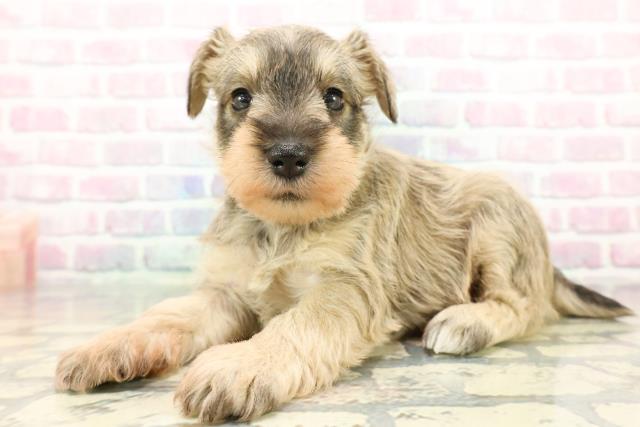 神奈川県のミニチュアシュナウザー (Coo&RIKU横浜旭店/2025年12月30日生まれ/女の子/ウィートン)の子犬の2枚目の画像