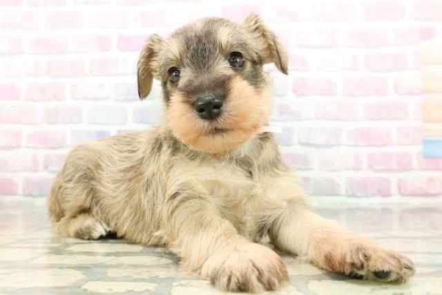 神奈川県のミニチュアシュナウザー (Coo&RIKU横浜旭店/2025年12月30日生まれ/女の子/ウィートン)の子犬の3枚目の画像