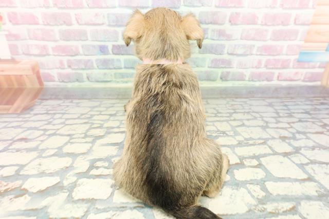 神奈川県のミニチュアシュナウザー (Coo&RIKU横浜旭店/2025年12月30日生まれ/女の子/ウィートン)の子犬の4枚目の画像