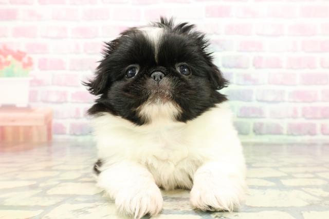 神奈川県のペキニーズ (Coo&RIKU横浜旭店/2025年12月28日生まれ/男の子/パーティーカラー)の子犬の1枚目の画像