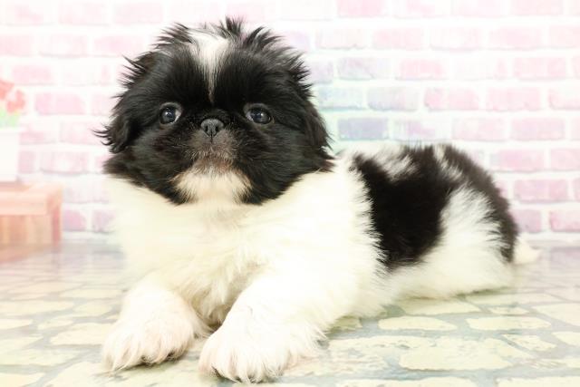 神奈川県のペキニーズ (Coo&RIKU横浜旭店/2025年12月28日生まれ/男の子/パーティーカラー)の子犬の2枚目の画像