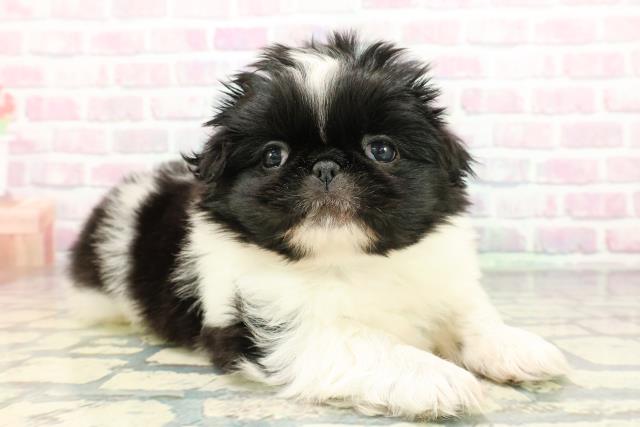 神奈川県のペキニーズ (Coo&RIKU横浜旭店/2025年12月28日生まれ/男の子/パーティーカラー)の子犬の3枚目の画像