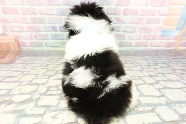 神奈川県のペキニーズ (Coo&RIKU横浜旭店/2025年12月28日生まれ/男の子/パーティーカラー)の子犬の4枚目の画像