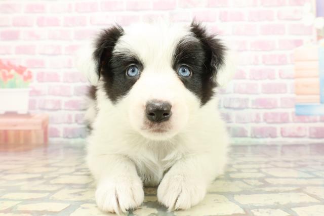 茨城県のボーダーコリー (Coo&RIKU水戸店/2025年12月30日生まれ/女の子/ブラックホワイト)の子犬の1枚目の画像