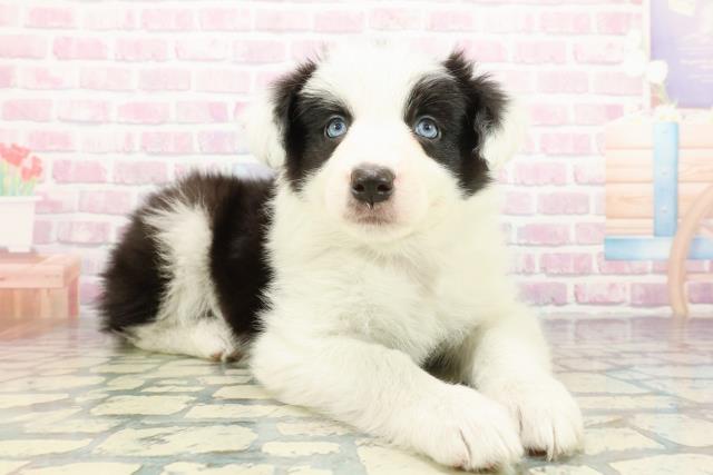 茨城県のボーダーコリー (Coo&RIKU水戸店/2025年12月30日生まれ/女の子/ブラックホワイト)の子犬の3枚目の画像