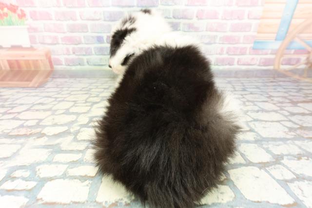 茨城県のボーダーコリー (Coo&RIKU水戸店/2025年12月30日生まれ/女の子/ブラックホワイト)の子犬の4枚目の画像